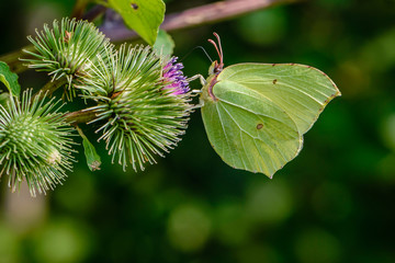 Butterfly of lemongrass gathers nectar from prickly buds of burdock