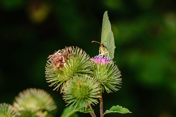 Butterfly of lemongrass gathers nectar from prickly buds of burdock