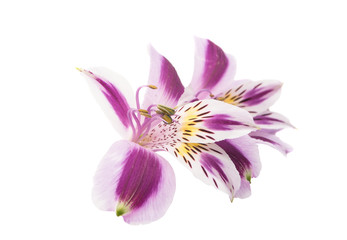 Alstroemeria isolated