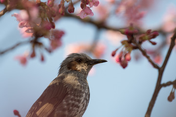 Brown-eared bulbul with cherry blossoms in Miura City, Kanagawa Prefecture, Japan.