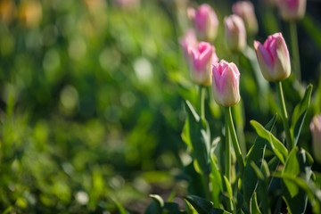 Pink tulips blooming in the garden