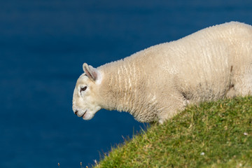 Lamb on a slope