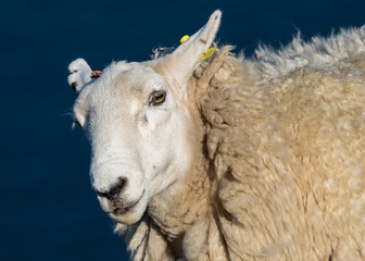 Sheep portrait