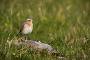 Northern wheatear (Oenanthe oenanthe)