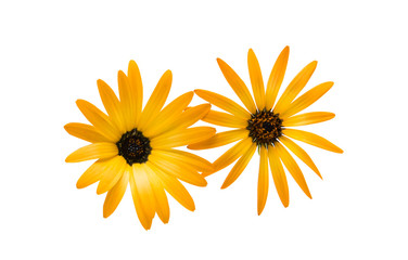 Naklejka premium Cape daisies isolated