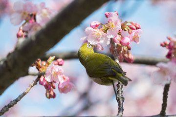 Japanese white-eye with cherry blossoms in Miura City, Kanagawa Prefecture, Japan.