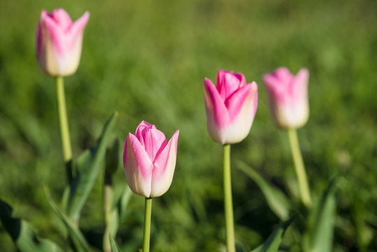 Pink tulips blooming in the garden