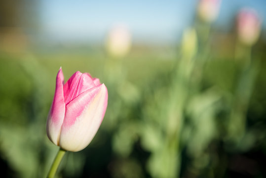 Pink tulips blooming in the garden