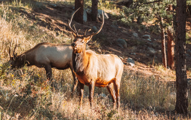 Elk in Rocky Mountain National Park