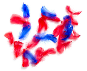 Red and blue feather on a white background