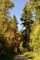Pathway through the autumn forest