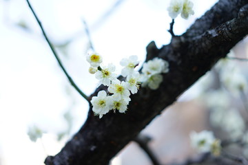 梅まつりの梅