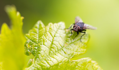 Portrait of a fly on a green leaf