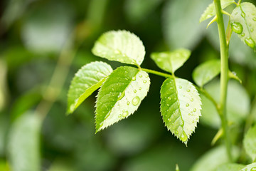 Young leaves on an indoor plant