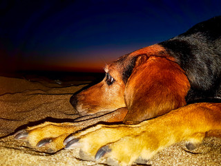 Night portrait of a hunt dog sitting on the beach.
