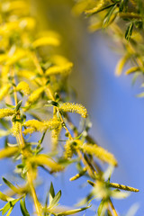 Fototapeta na wymiar Yellow flowers on willow branches in spring