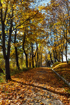 Autumn maple trees in park