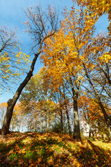 Fototapeta premium Autumn maple trees in park