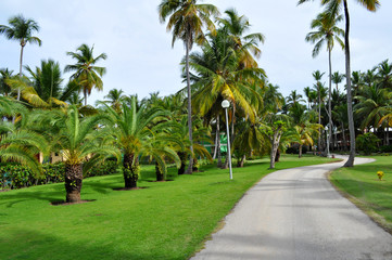 Fototapeta na wymiar a promenade in a park where tropical trees grow