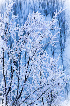 Frozen tree, Sweden