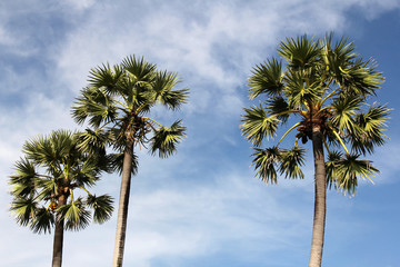 Beautiful palm trees. Phuket in Thailand.