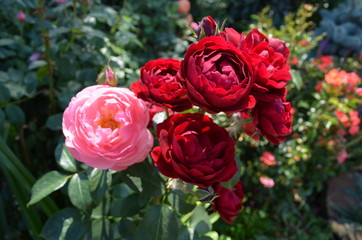 roses red and pink in the garden