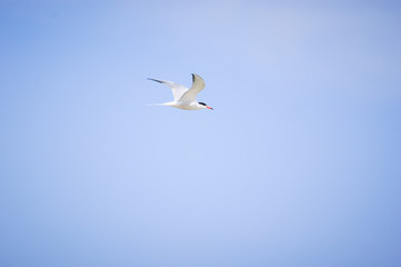 Close up of seagull flying over the sea on a clear blue sky