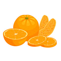 Vector oranges isolated on white background. Composition from citrus. Whole, half, uncut and orange slices.