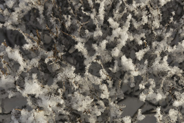 Fototapeta na wymiar The hoarfrost on trees on a sunny day or branches in the snow. Snowflakes closeup.