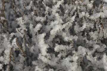 The hoarfrost on trees on a sunny day or branches in the snow. Snowflakes closeup.