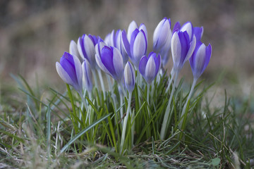 Clump of Purple Crocus naturalised in a garden lawn