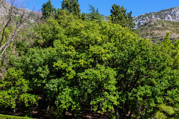 Lush green tree in the garden. Object of nature