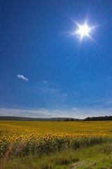 Obraz premium sun over sunflowers