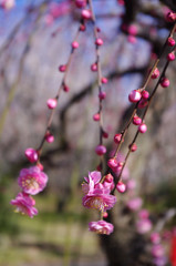 ピンク色の梅の花