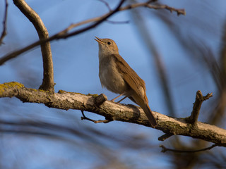 Fototapeta premium Nightingale (Luscinia megarhynchos) singing