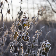 Between winter and spring