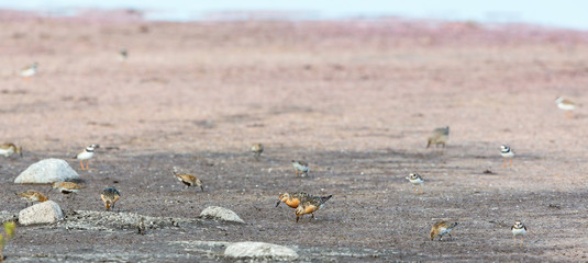 Wading birds