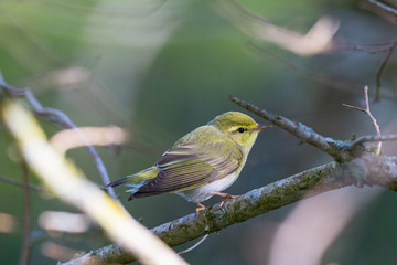 Wood Warbler
