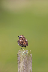 Whinchat at a post