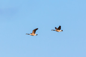 Canada geese flying