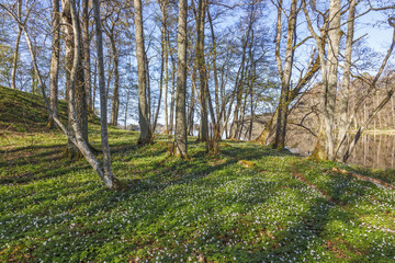 Wood anemones in a pasture by a lake in the spring © Lars Johansson
