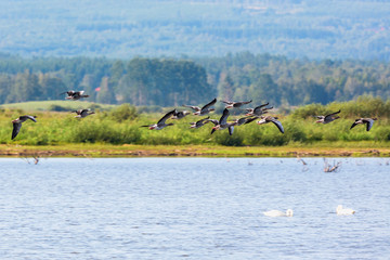 Flock of greylag geese flying over water
