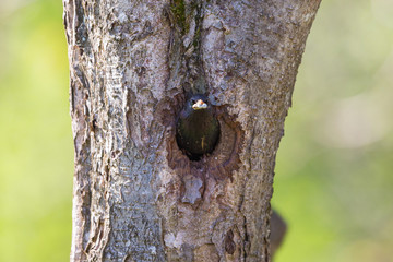 Starling with droppings in its beak