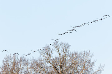 Flock of cranes in the sky over the treetops