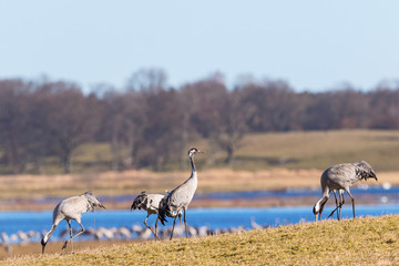 Obraz na płótnie Canvas Fields with cranes on a lake in the spring
