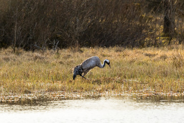 Crane lies down on the nest at the waters edge