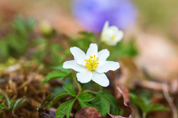 Wood anemone blooming in the spring