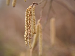 Haselnusskätzchen - Niesalarm für Pollenallergiker