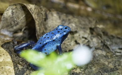 Blue Poisonous Dart Frog