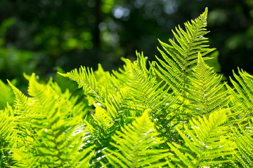 Beautyful fern in the sunlight